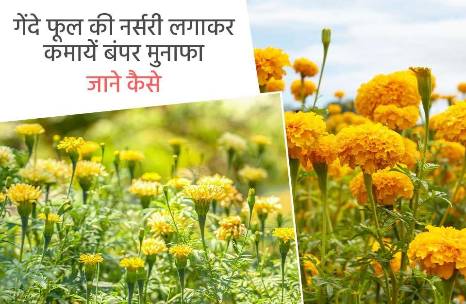 Marigold Farming: गेंदे फूल की नर्सरी लगाकर कमायें बंपर मुनाफा, जाने कैसे